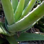 Aloe Vera’s Benefits
